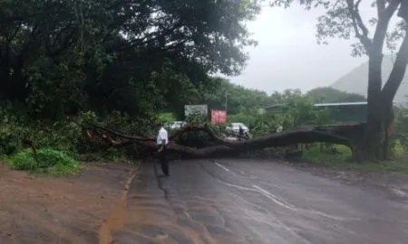 सातारा ठोसेघर रस्त्यावर झाड उन्मळून पडले; वाहतूक ठप्प Satara news