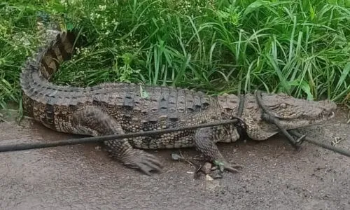 Deovadi alligator