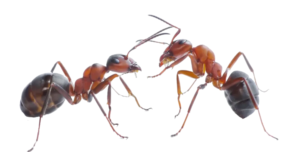 Ants also perform surgery