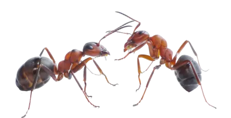 Ants also perform surgery