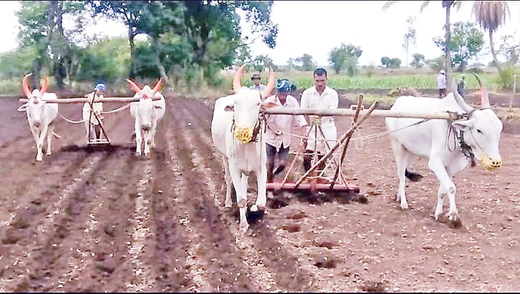 Sowing completed in 7 lakh hectares during good season