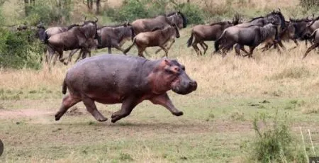 Wingless flying hippos
