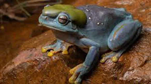 The first mutant frog found in Australia