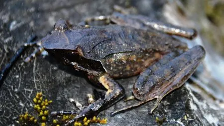 Horned Frog in Arunachal