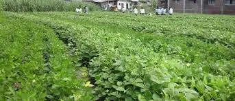 Agricultural crops are now plagued by insects