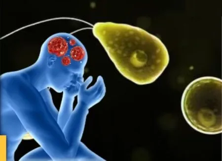 Fourth case of brain-eating amoeba in Kerala