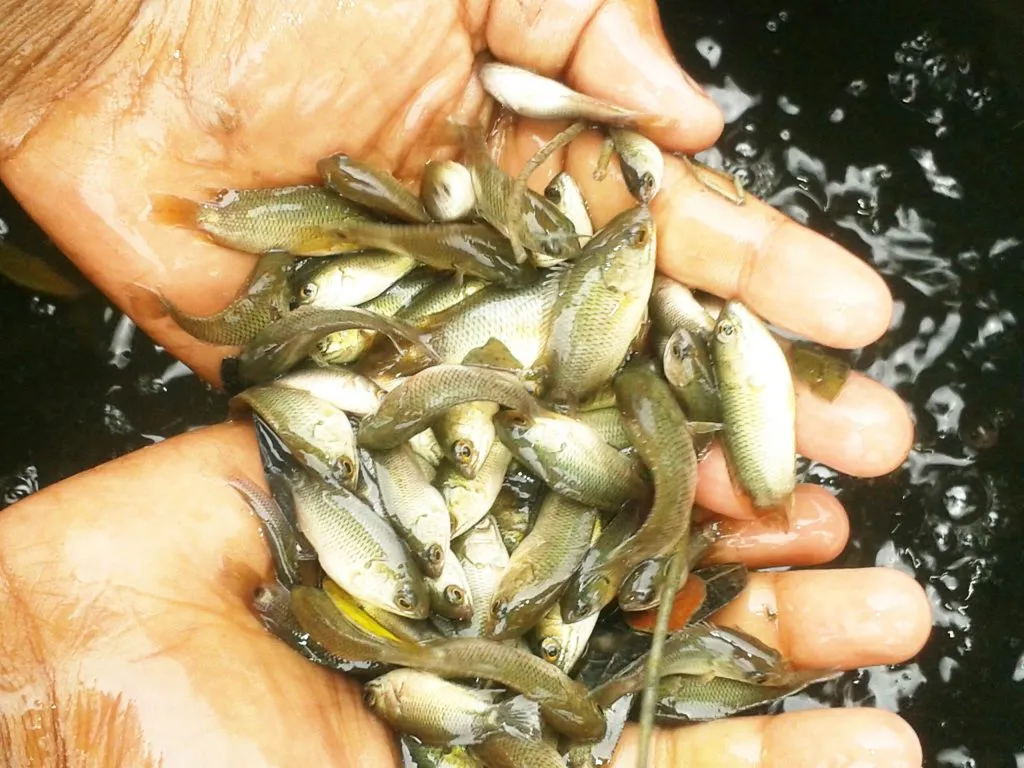 Millions of fish seeds will be released into the reservoir