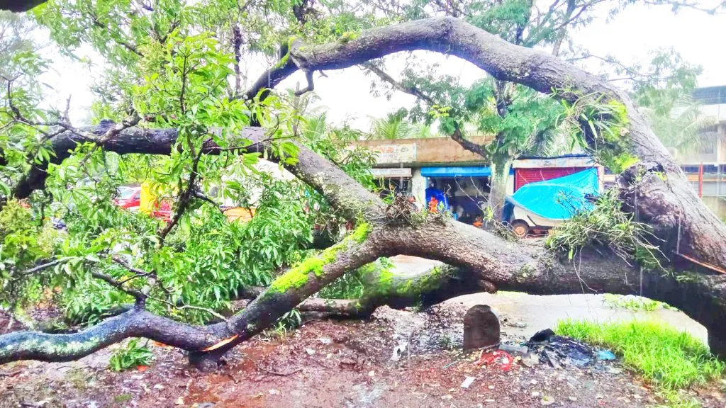 A mango tree was uprooted near Rumewadi naka