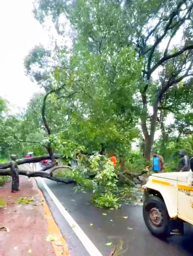 Traffic was blocked for two hours after a tree fell near Kaundal