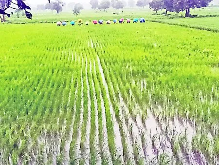 Paddy failure due to heavy rains in Yelloor area