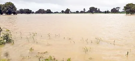 The nature of the flood in Ballari Nalla