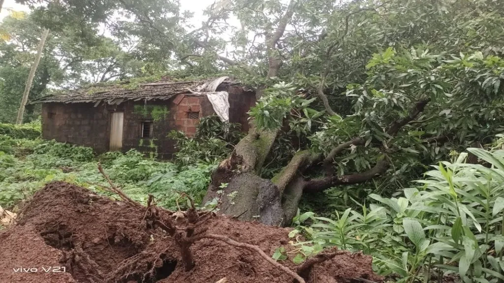 आचरा – काझीवाडीत घरावर आंब्याचे झाड पडून नुकसान