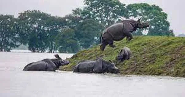 Floods kill 9 rhinos in Assam