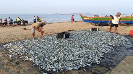 मत्स्य धोरणासाठी २३ रोजी मुंबईत बैठक