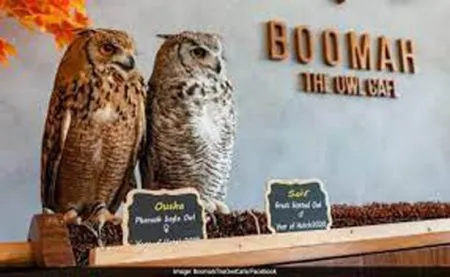 Unique Owl Cafe