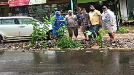 सावंतवाडीत मोबाईल कंपन्यांकडून खोदण्यात आलेल्या चरात वृक्षारोपण