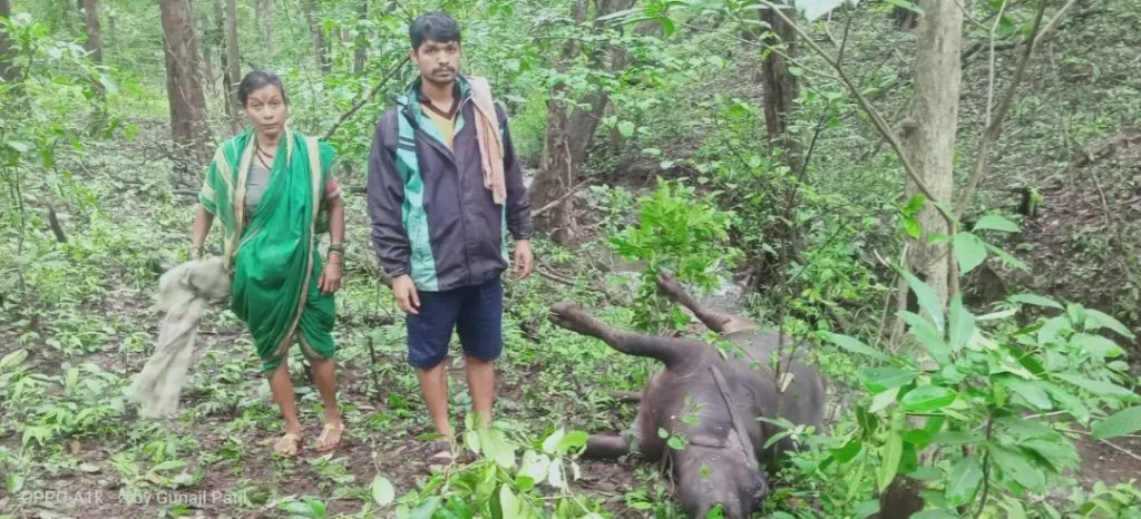 Two buffaloes were killed in a tiger attack