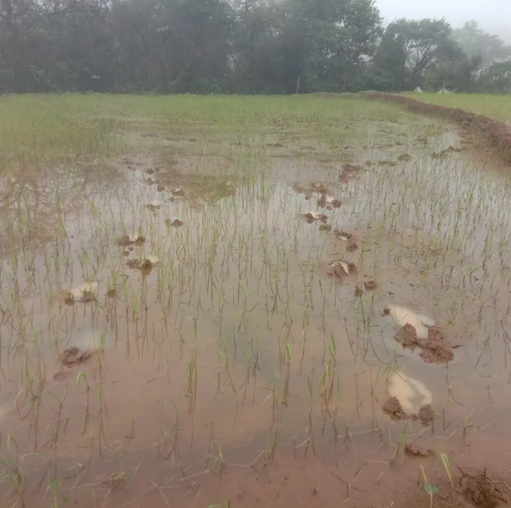 A cow herd in a muddy village