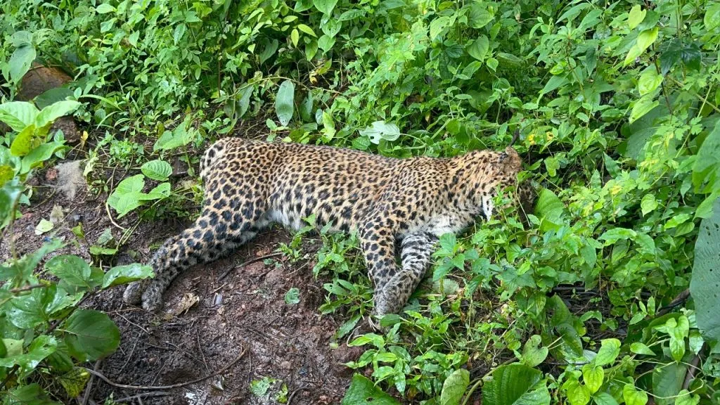 A leopard lost its life trying to catch a monkey