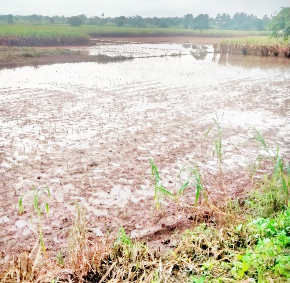 Loss of crops in hundreds of acres of fields in Belgundi-Sonoli Shiwar