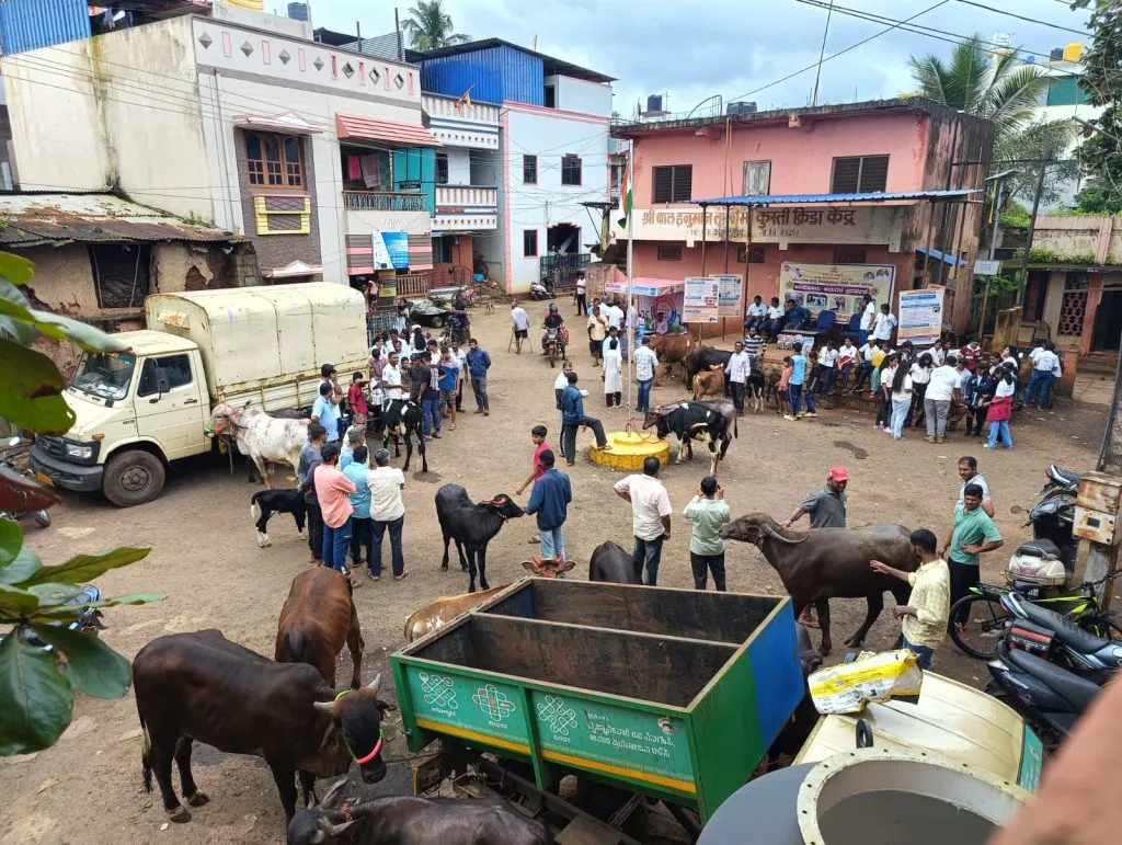 Exhibition of stuffed calves in Kangrali