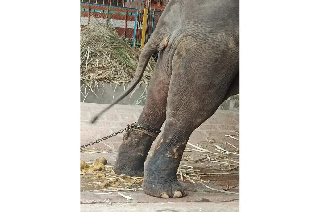 Investigate the Trust regarding the death of Usharani the elephant