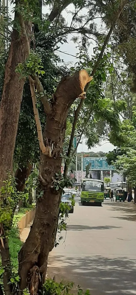 Removed dangerous branches from College Road