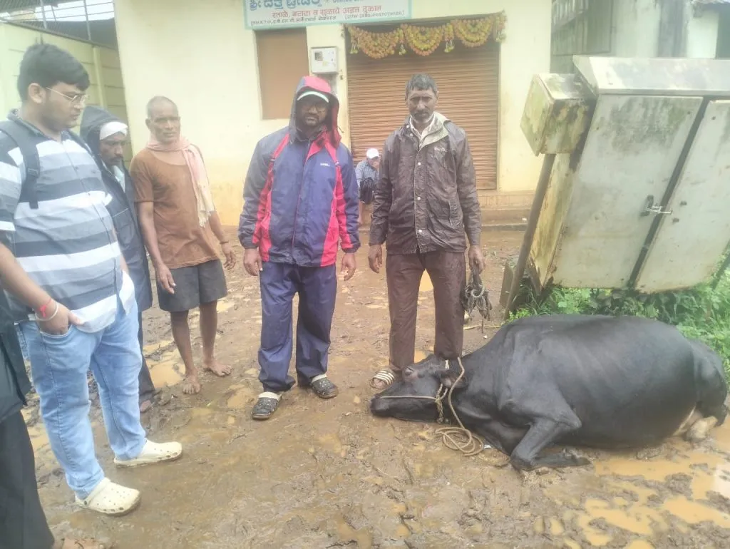 Cow dies due to electric shock