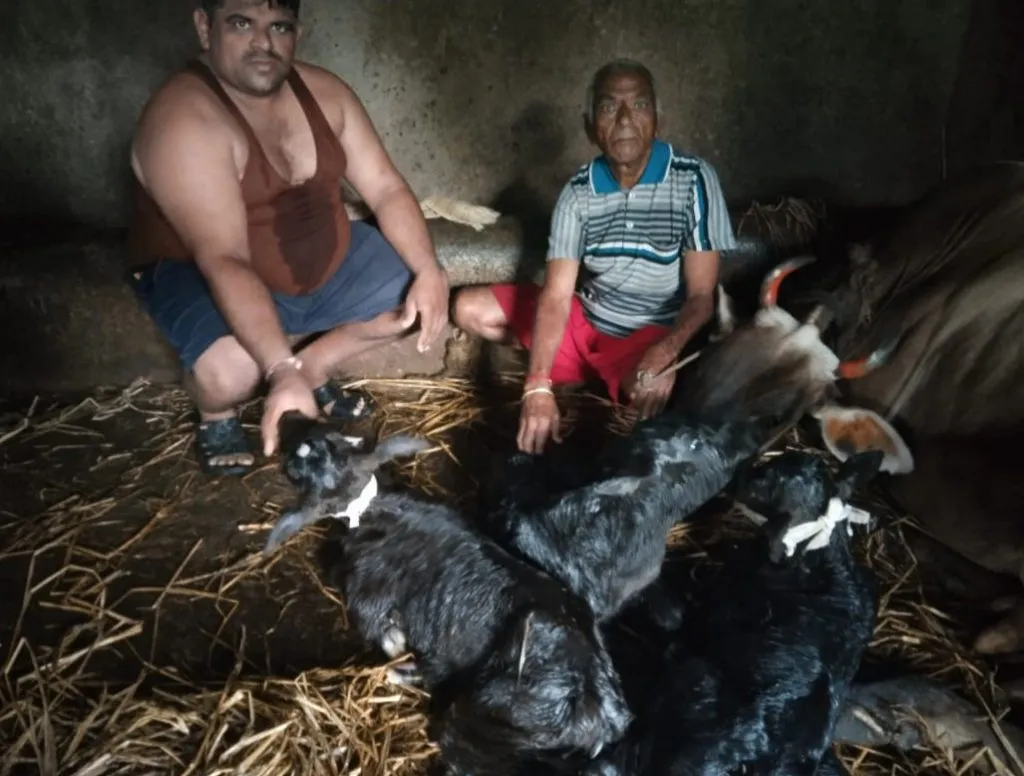 The cow gave birth to three calves for the third time