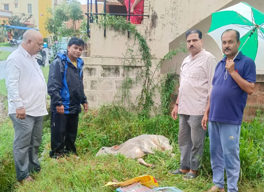 Another injured calf was found at Malmaruti