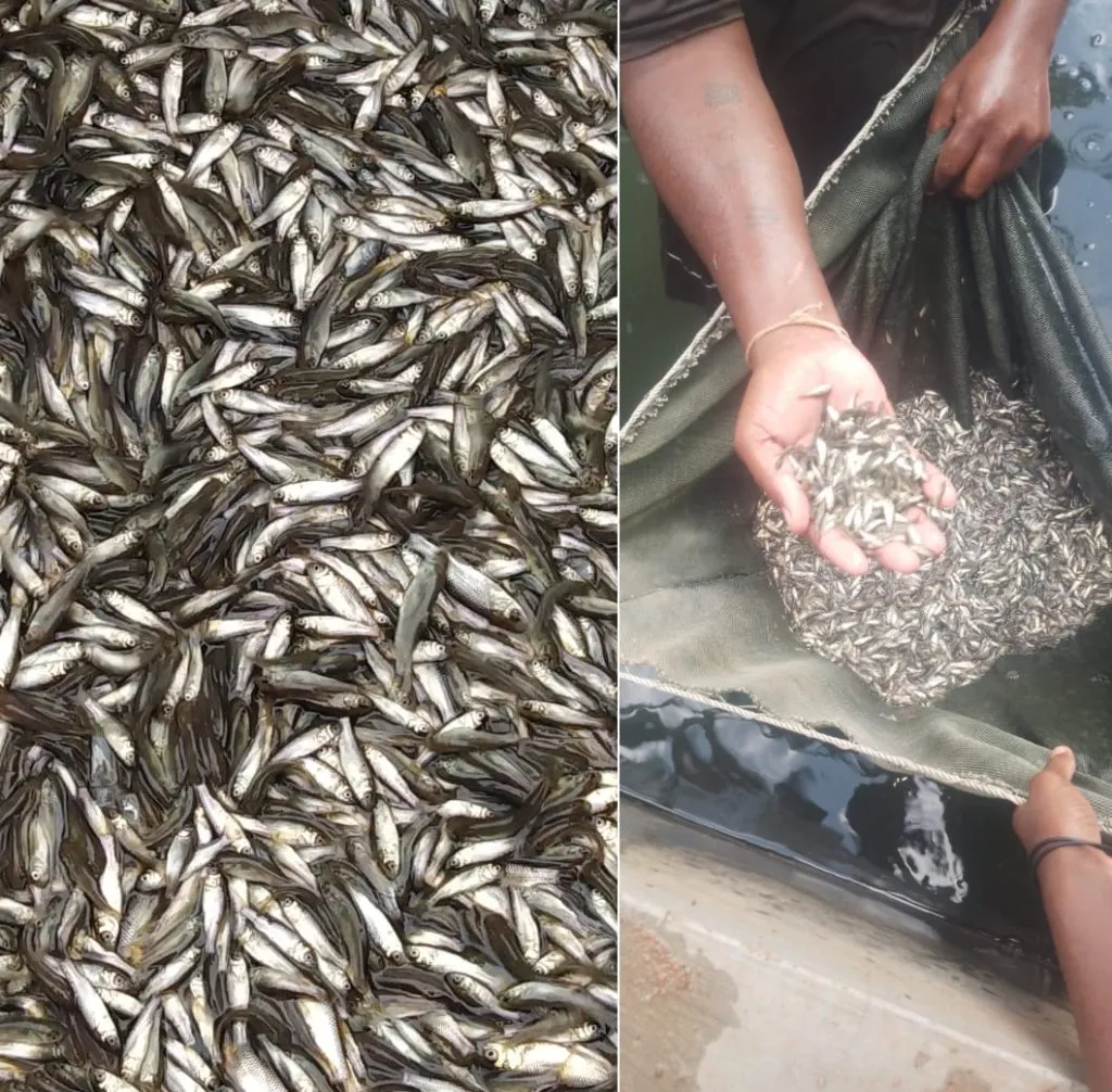 50 thousand fish seeds released in the fort lake