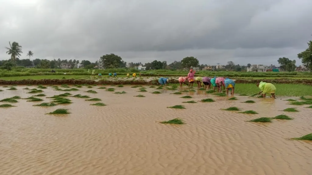Manipulation of paddy cultivation in Angol, Majgaon farm
