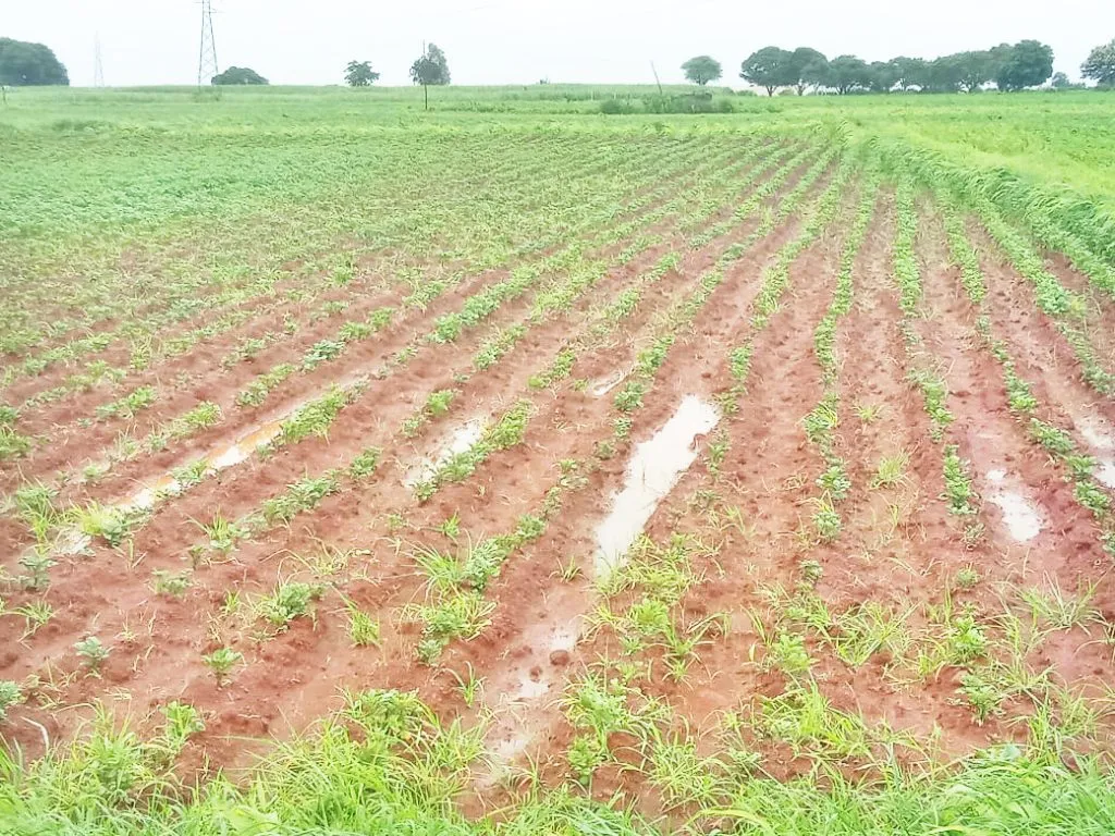 Farmers in Kadoli area affected by bad potato seeds