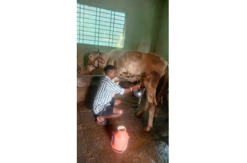 Calves that give milk before conception