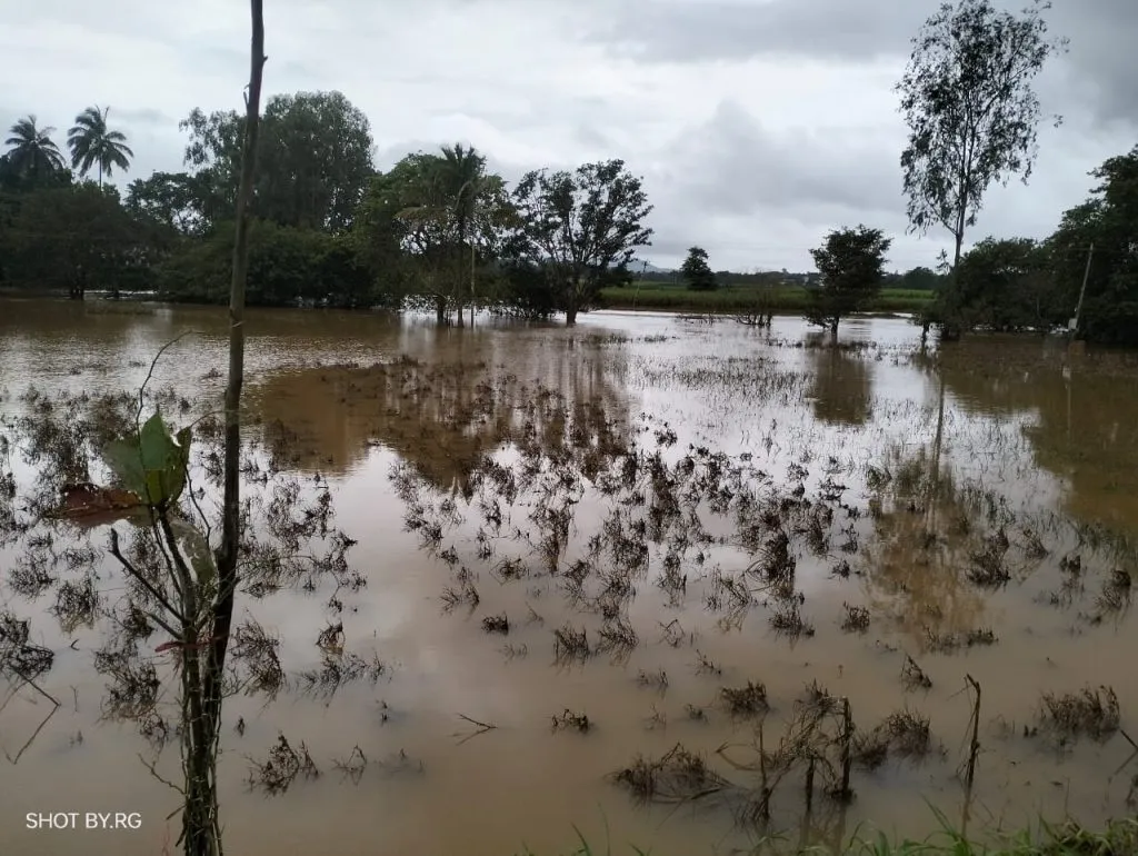 Markandeya disappeared... Crops rotted!