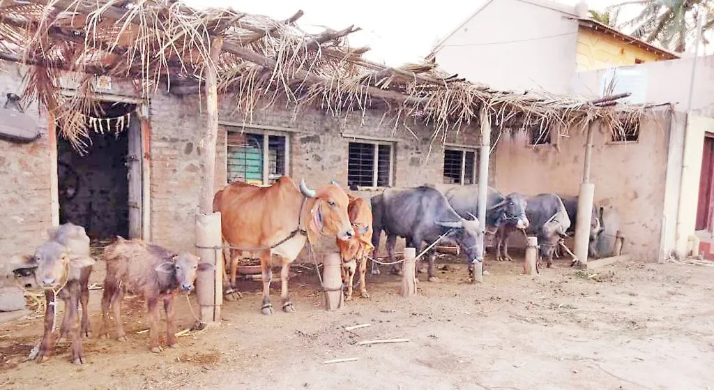 The 21st cattle census in Khanapur taluka will start from September 1