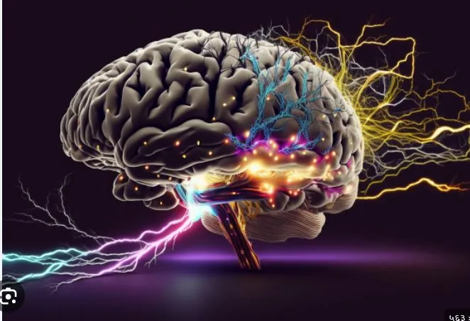 Brain 'renewal' will happen in stages