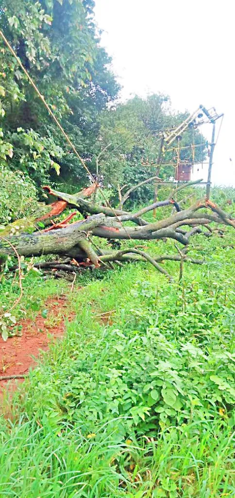 Falling tree damages Hescom's transformer