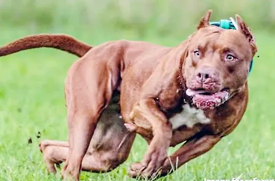 'Pitbull' is keeping a dog, beware!