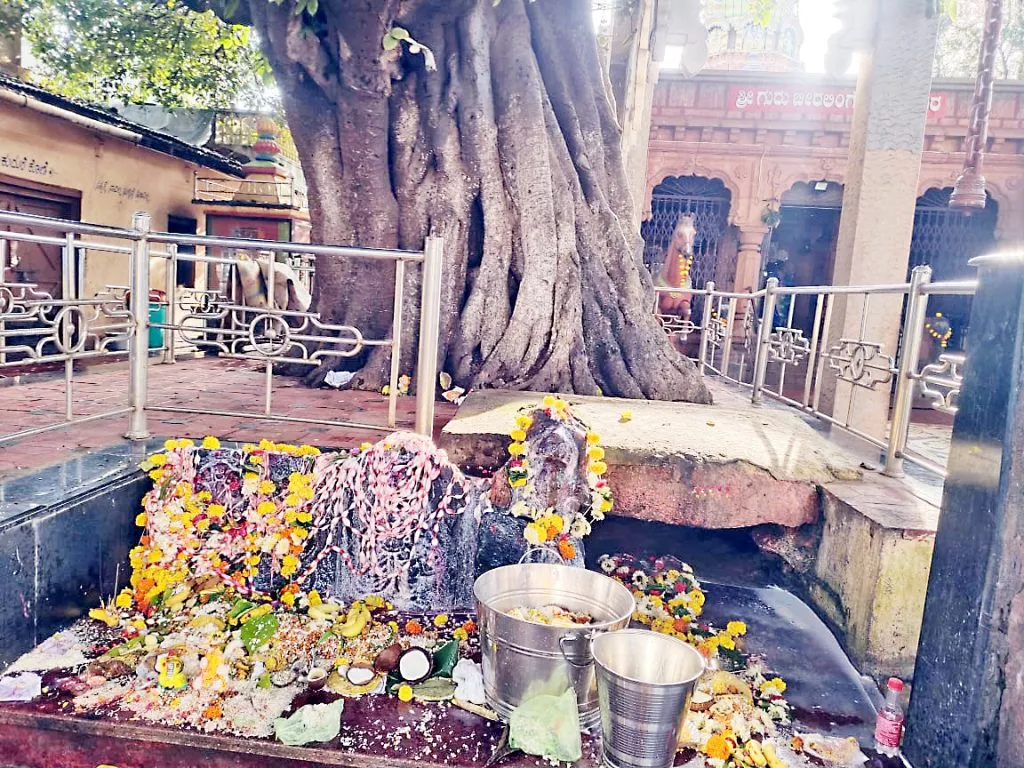 Nagpanchami festival is celebrated in the traditional way in the taluk