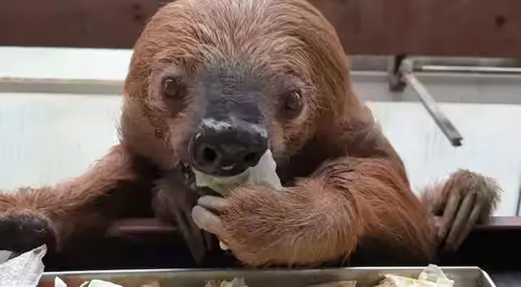 The death of the oldest 'lazy'