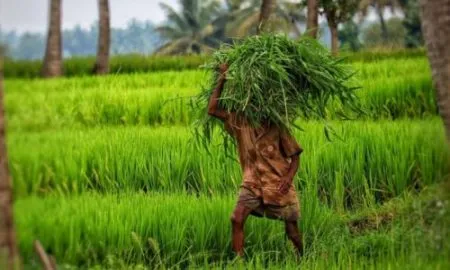महापुरामुळे चाऱ्याची टंचाई चाऱ्यासाठी शेतकऱ्यांना करावी लागतेय तारेवरची कसरत