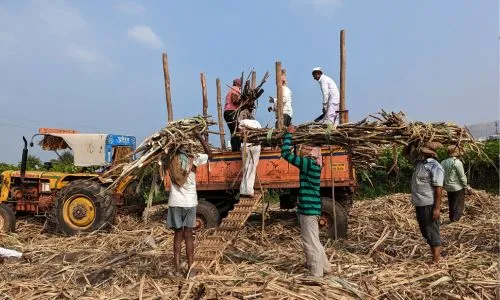 sugarcane workers