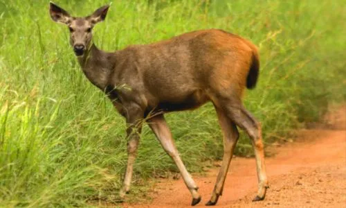 Sambara died pursuit Gaganbavada