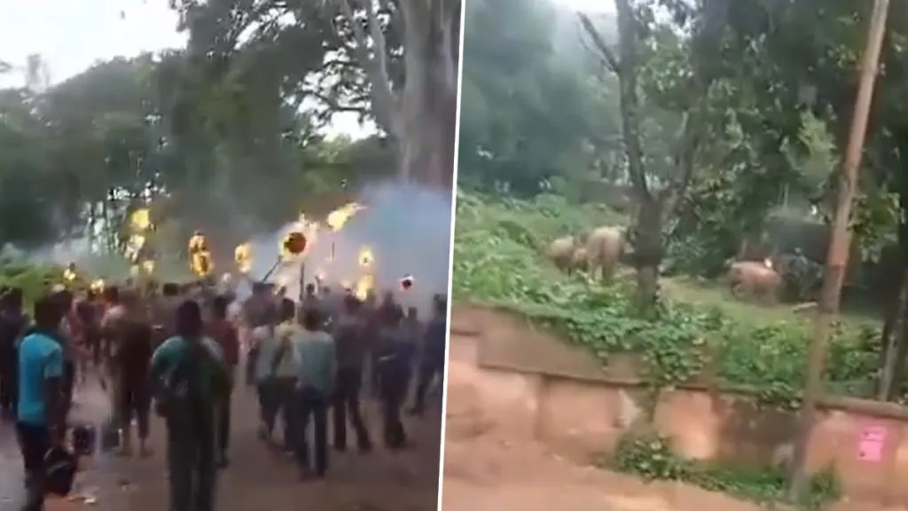 A pregnant elephant was burnt in Bengal