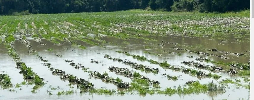 Loss of crops in 41 thousand hectares area