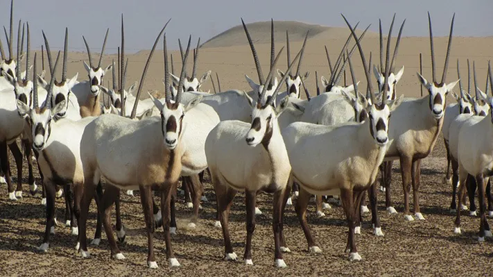 11 महिन्यापर्यंत तहानलेला राहणारा प्राणी 11 An animal that remains thirsty for up to 1 month