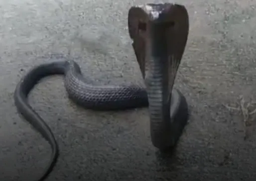 A living cobra came out of the 'horse'
