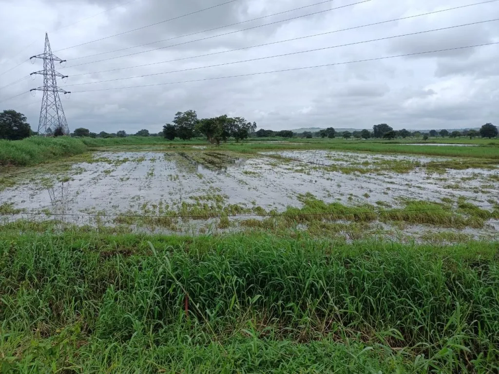 The flood subsided... but the crops rotted!