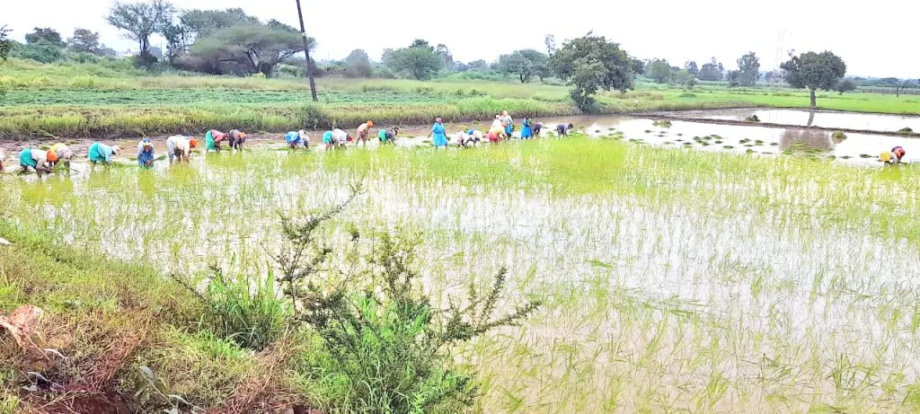 Double paddy planting in Old Belgaum Ballari Nala area
